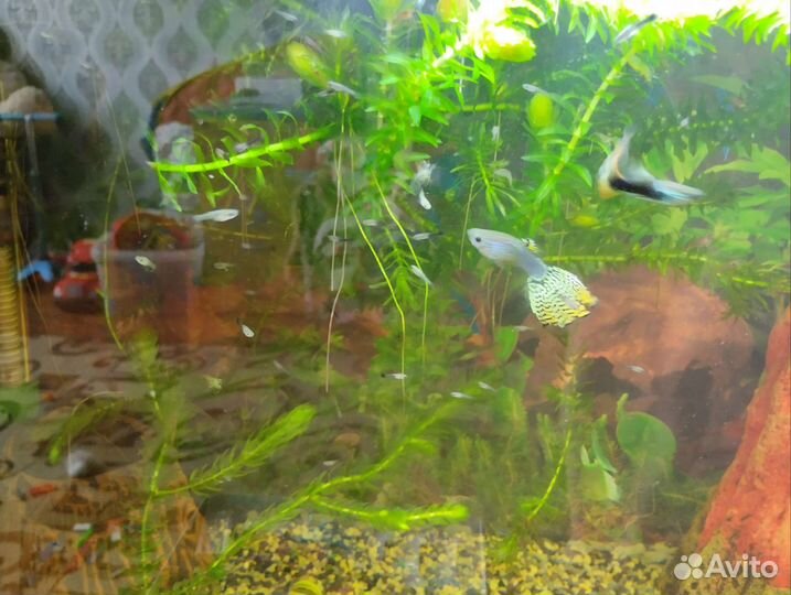 Аквариумные рыбки гуппи