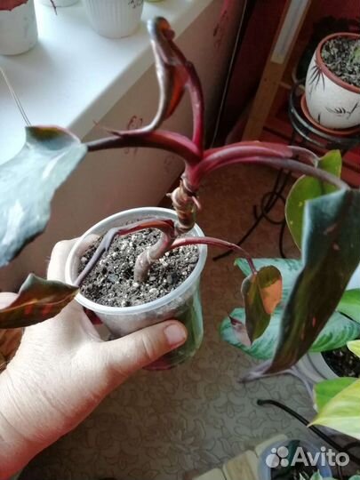 Розовая принцесса