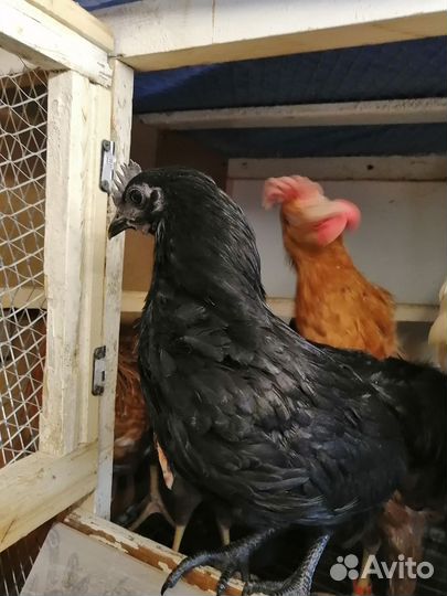 Молодые петухи