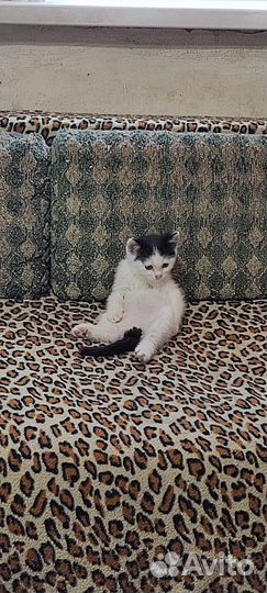 Котята в дар бесплатно