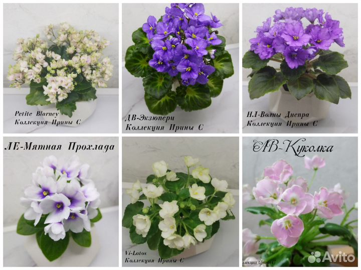 Детки мини фиалок