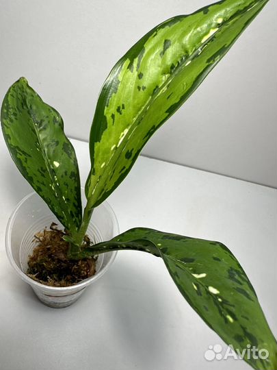 Диффенбахия Шкура Дракона