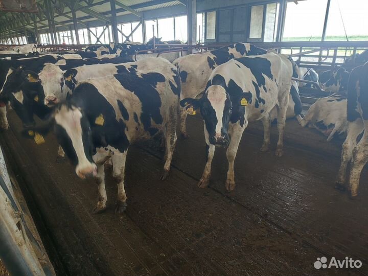 Нетели голштинской породы