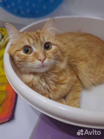 Кот - джентльмен ищет подружку