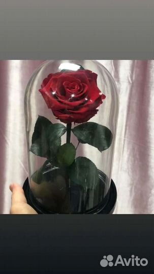 Роза в колбе