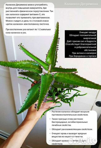 Каланхоэ лекарственный Дегремона