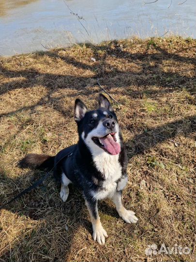 Собаки бесплатно в добрые руки