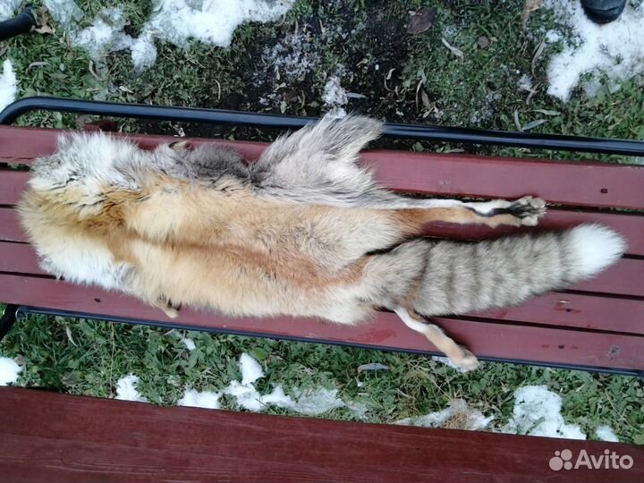 Шкуры лисы и чернобурки