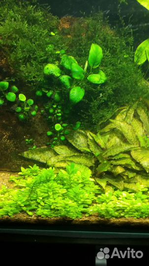 Растение для аквариума