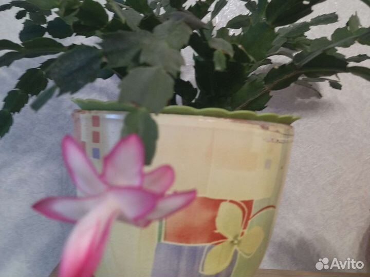 Декабрист(шлюмбергера)