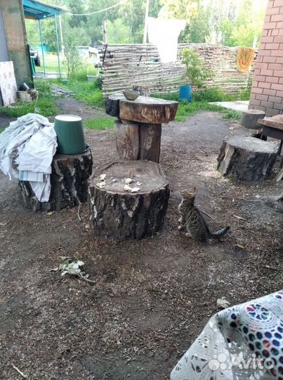 Бенгальская кошка