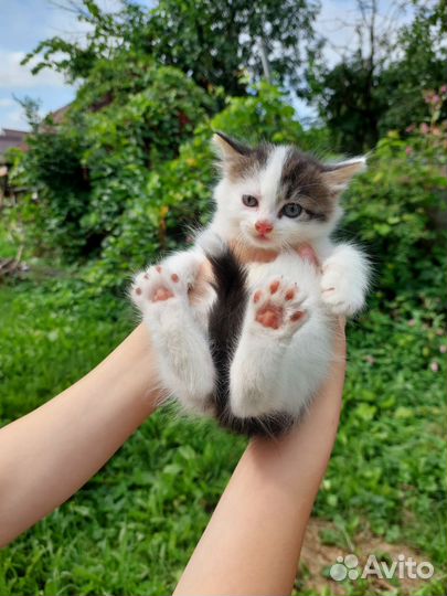 Кошка, котенок девочка