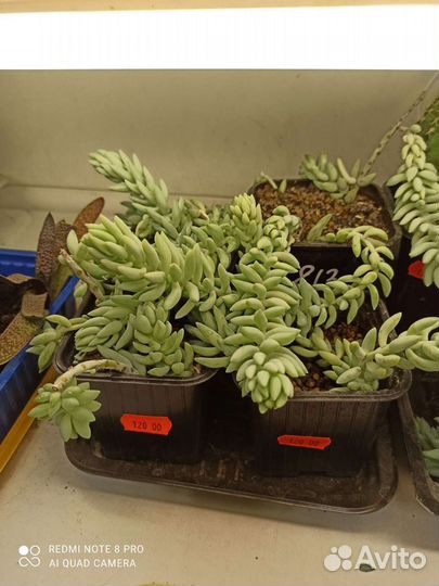 Комнатное растение суккулент Очиток Моргана