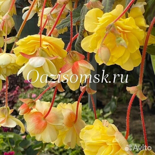 Бегония ампельная