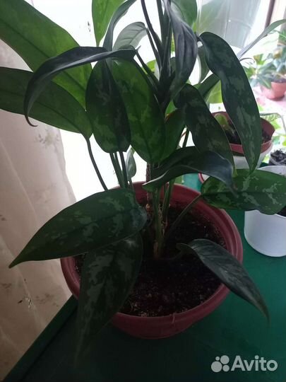 Аглаонемы, разные виды