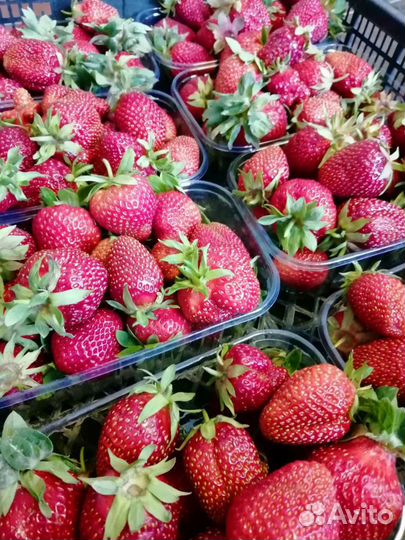 Саженцы, усы, кусты, рассада клубники