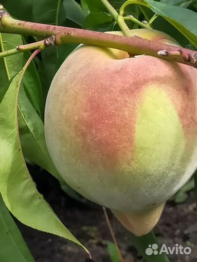 Морозостойкие саженцы персика для Урала и Сибири