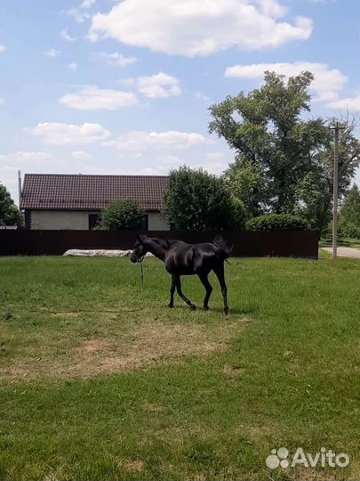 Русская верховая