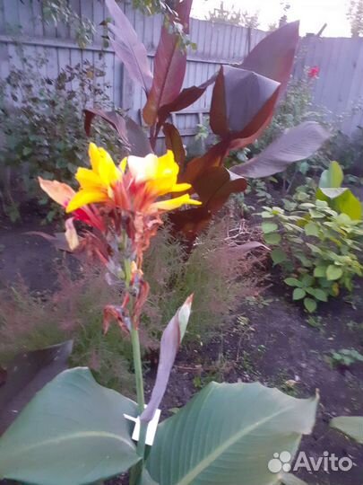 Садовые цветы и кустарники