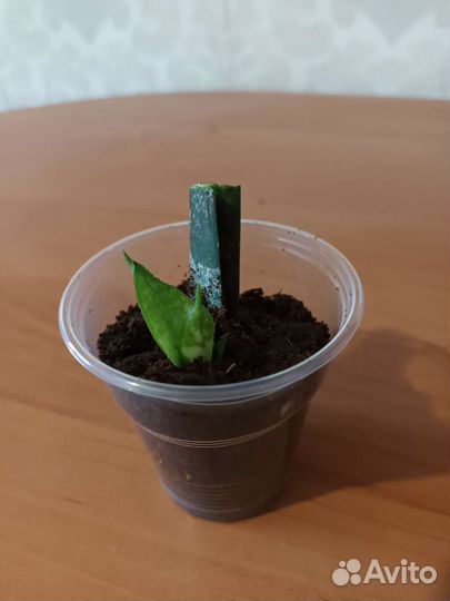 Сансевиерия