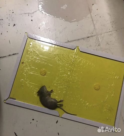 Уничтожение тараканов клопов блох крыс дезинфекция