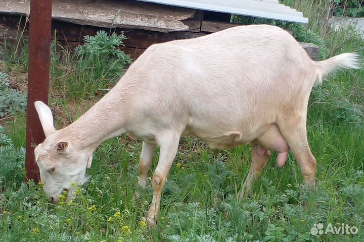 Дойные козы