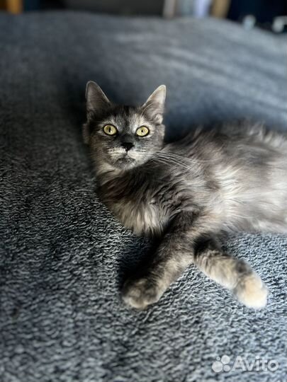 Котенок 4 месяца