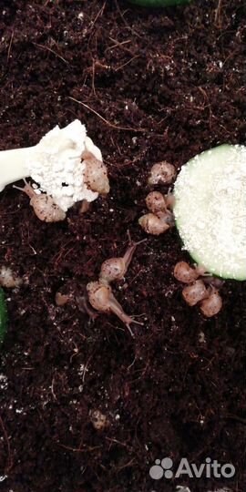 Улитки ахатины