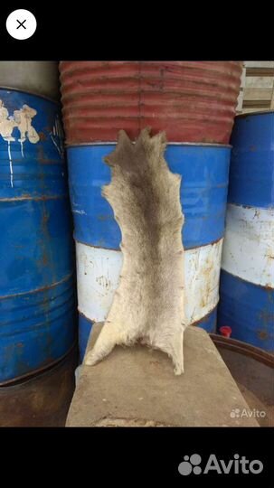 Камус лосиный