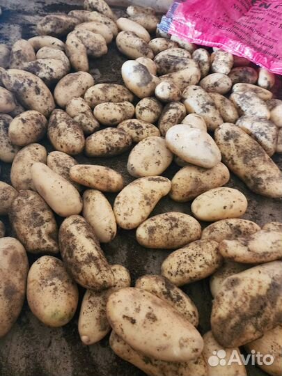 Картофель спунта Египет