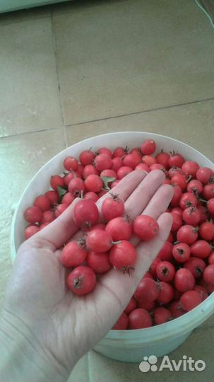 Боярышник плоды