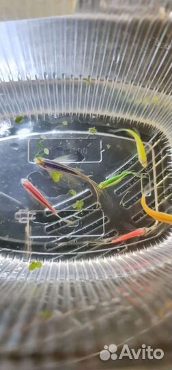 Данио гло, тернеция гло, коридоросы