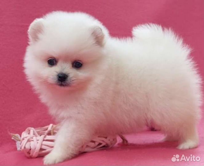 Мишки- померашки