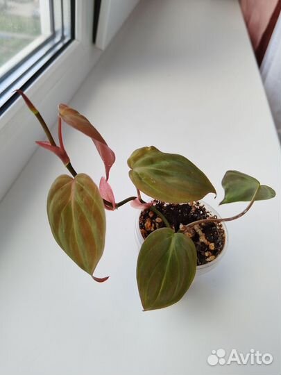 Филодендрон Миканс Обновлено