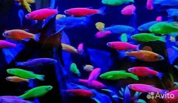 Рыбки, сомики