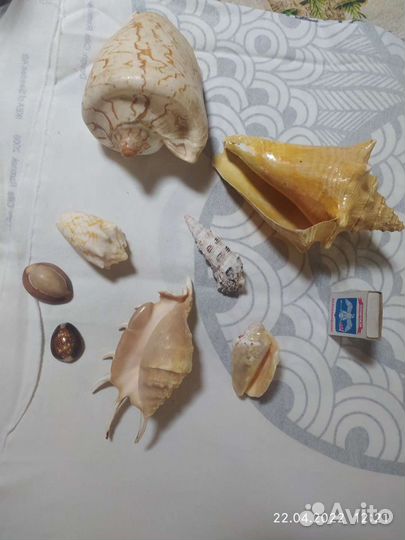 Морские ракушки раковины