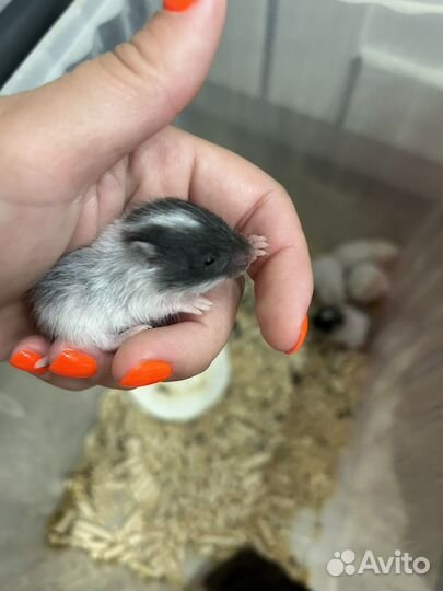 Сирийский хомяк