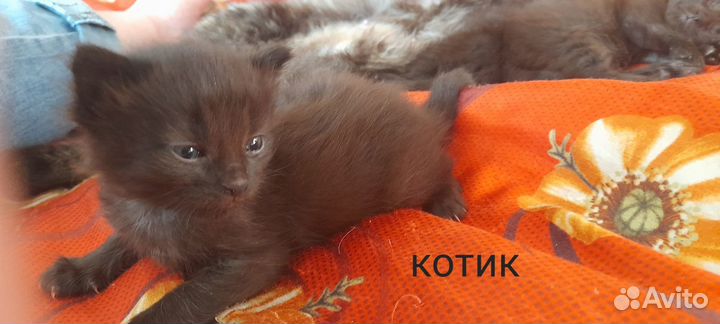 Котята в добрые и ответственные руки