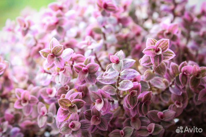 Традесканция, каллизия пурпурная