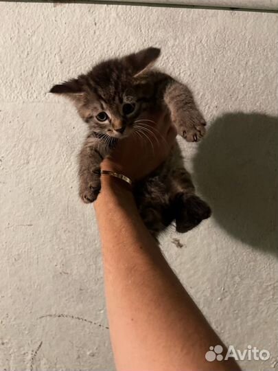 Три котенка в добрые руки