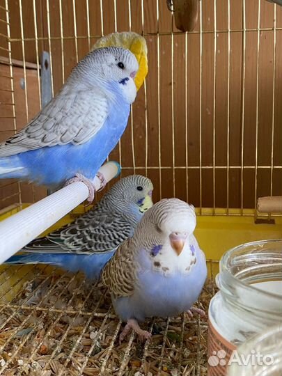 Выставочные волнистые попугаи (ввп, Чехи)