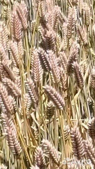 Элита, Ячмень озимый