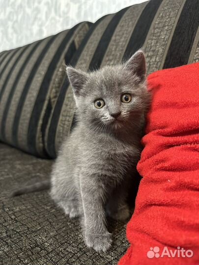 Шотландский котенок