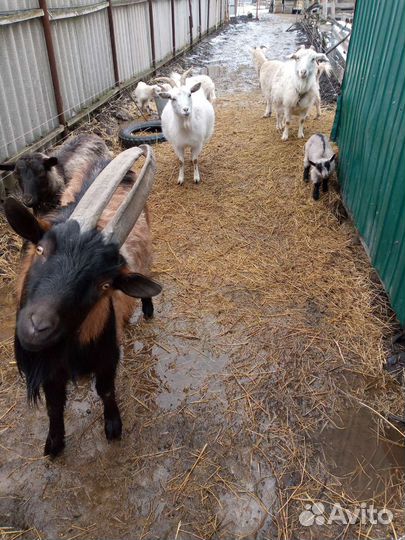 Чешский козел 2 года, чистокровный,козы котные