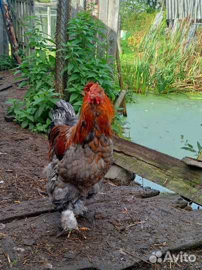 Петух брама