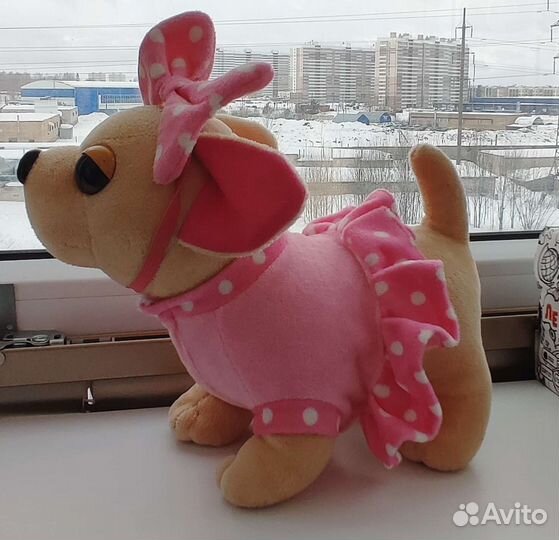 Собака Чичилав