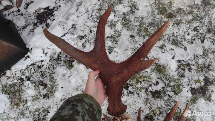Рога лося на кости