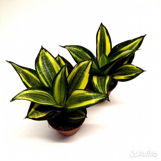 Сансевиерия