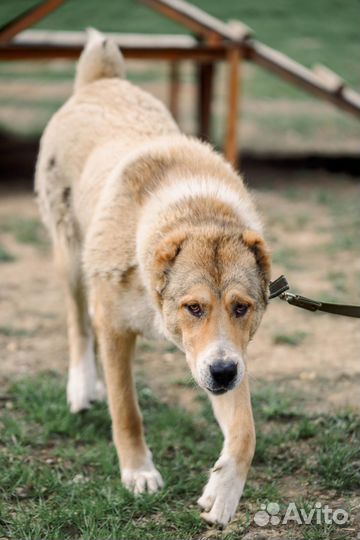 Еще чуть и щенок превратится в матерого алабая