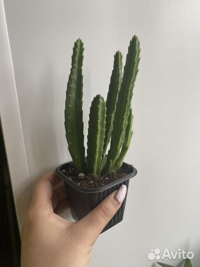 Толстянка (крассула), стапелия, фикус Кинки и др